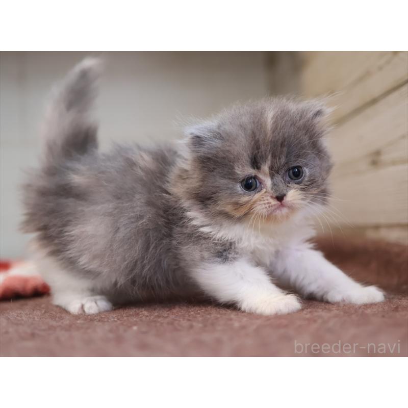 販売中の愛知県のスコティッシュフォールド-132818の5枚目