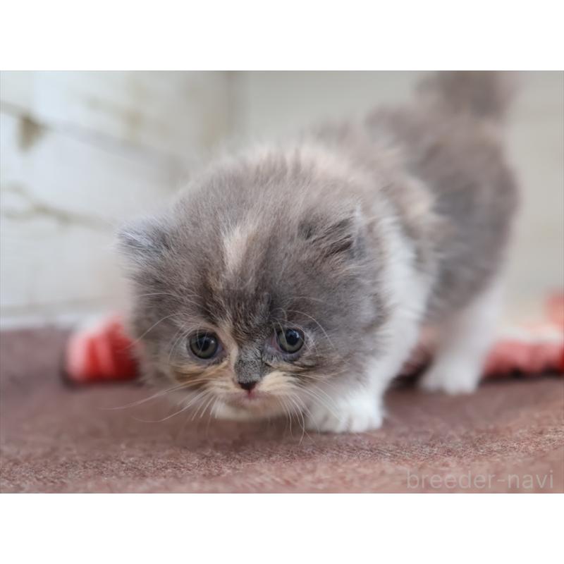 販売中の愛知県のスコティッシュフォールド-132818の4枚目