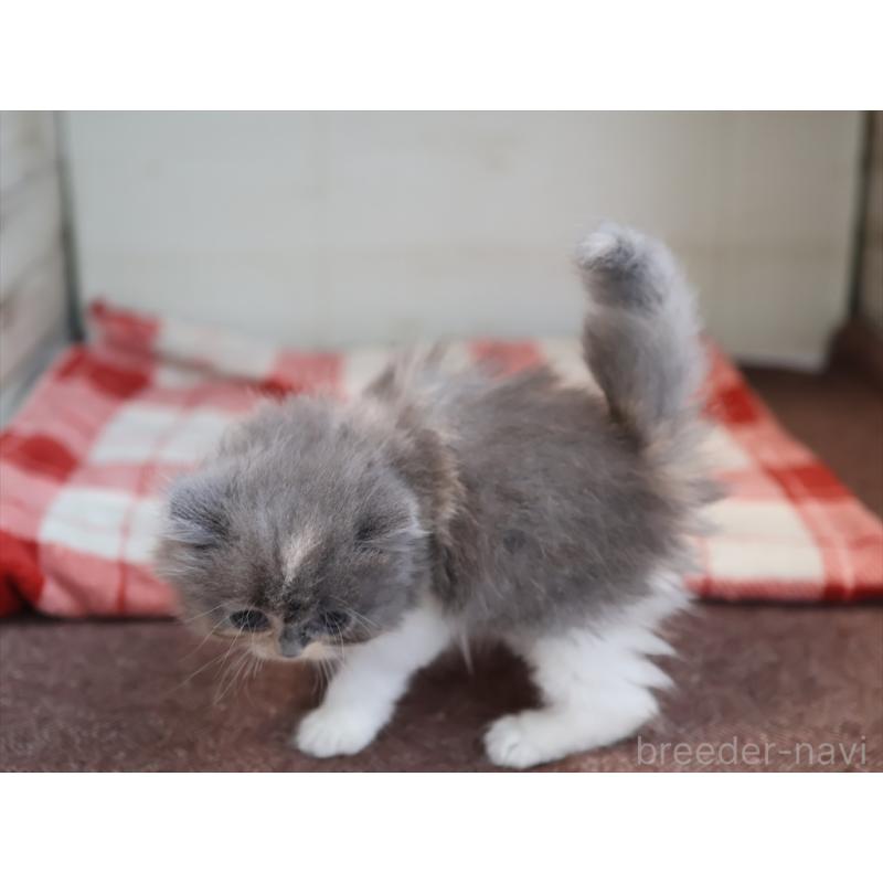 販売中の愛知県のスコティッシュフォールド-132818の3枚目