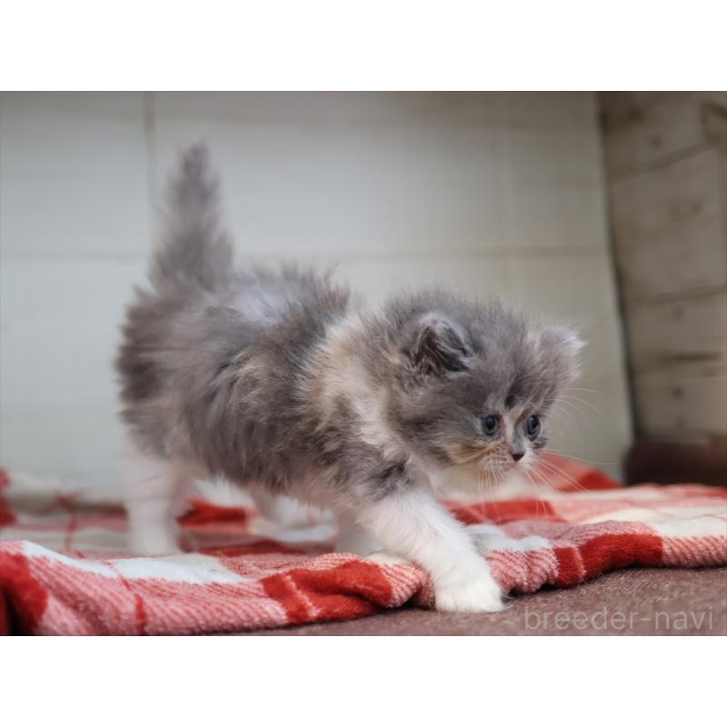 販売中の愛知県のスコティッシュフォールド-132818の2枚目