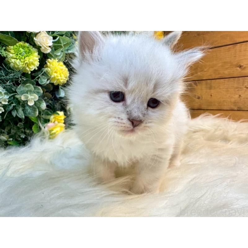 販売中の愛媛県のサイベリアン-132819の15枚目