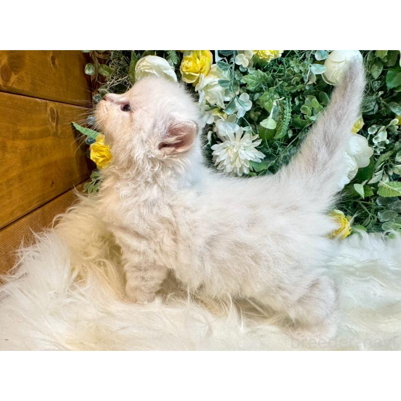 販売中の愛媛県のサイベリアン-132819の14枚目