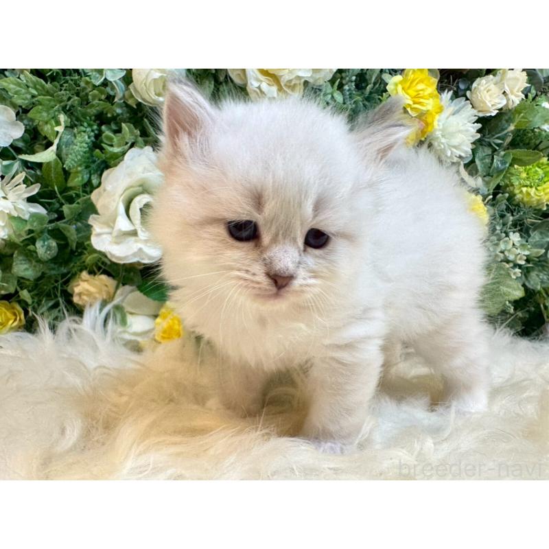 販売中の愛媛県のサイベリアン-132819の13枚目