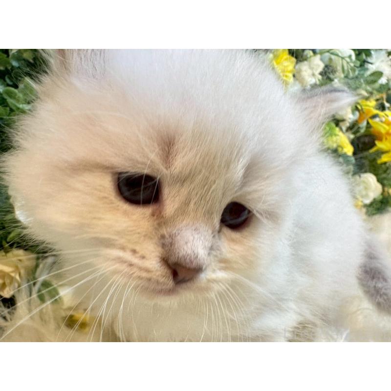 販売中の愛媛県のサイベリアン-132819の12枚目