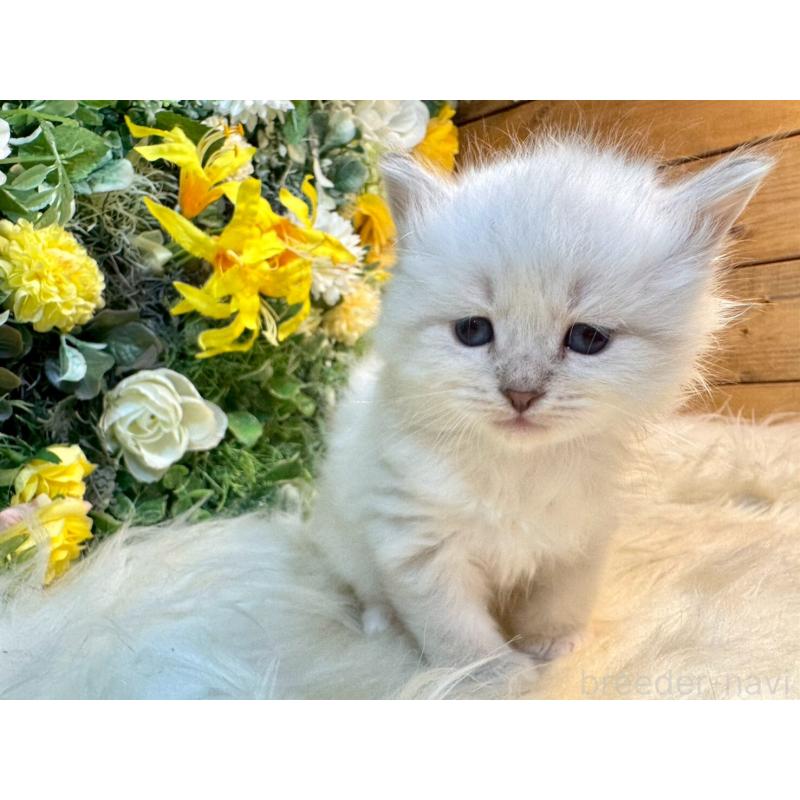 販売中の愛媛県のサイベリアン-132819の11枚目