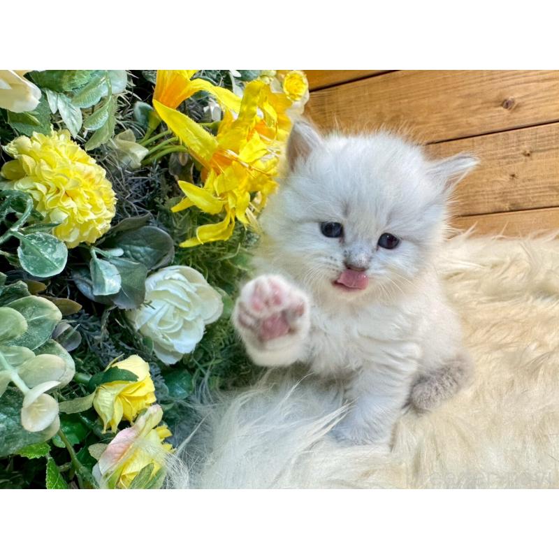 販売中の愛媛県のサイベリアン-132819の10枚目