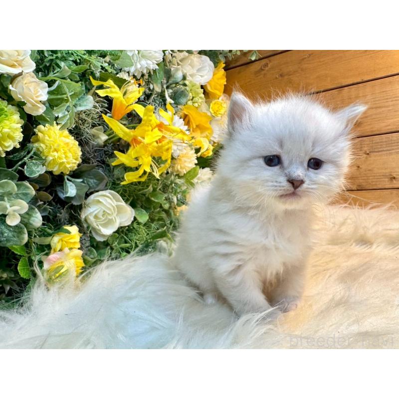 販売中の愛媛県のサイベリアン-132819の9枚目