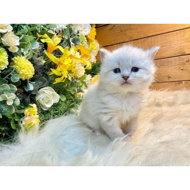 販売中の愛媛県のサイベリアン-132819の8枚目