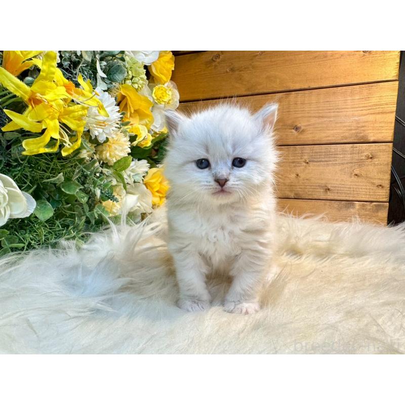 販売中の愛媛県のサイベリアン-132819の7枚目