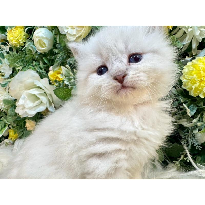 販売中の愛媛県のサイベリアン-132819の6枚目