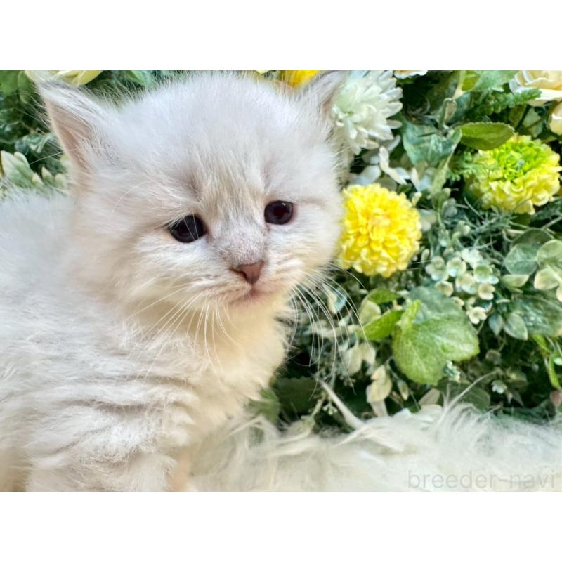 販売中の愛媛県のサイベリアン-132819の5枚目