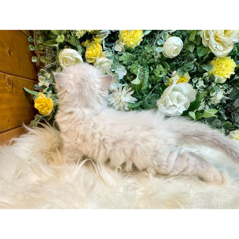 販売中の愛媛県のサイベリアン-132819の4枚目