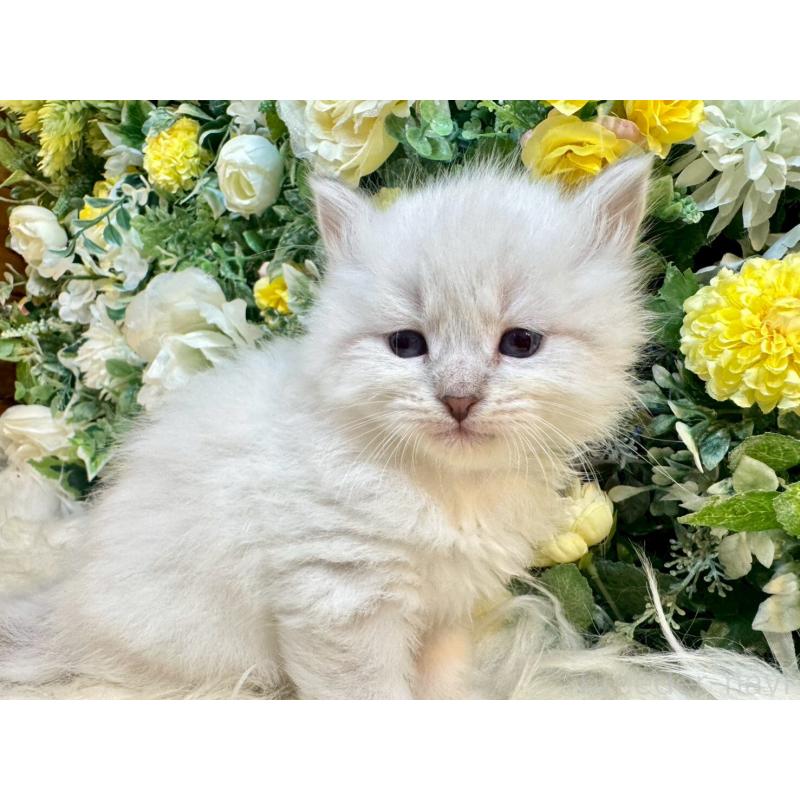 販売中の愛媛県のサイベリアン-132819の3枚目