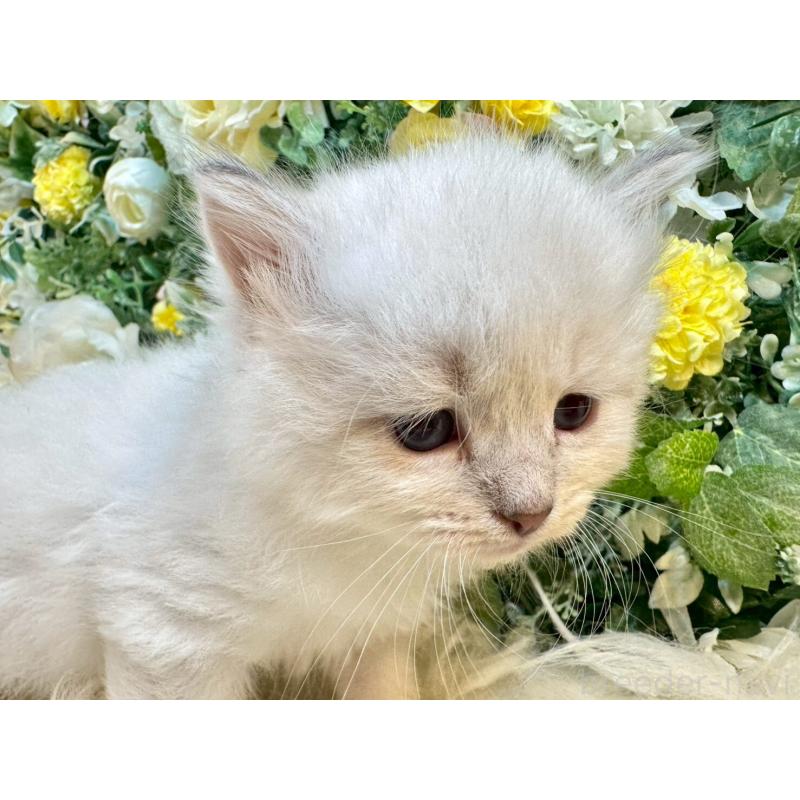 販売中の愛媛県のサイベリアン-132819の2枚目