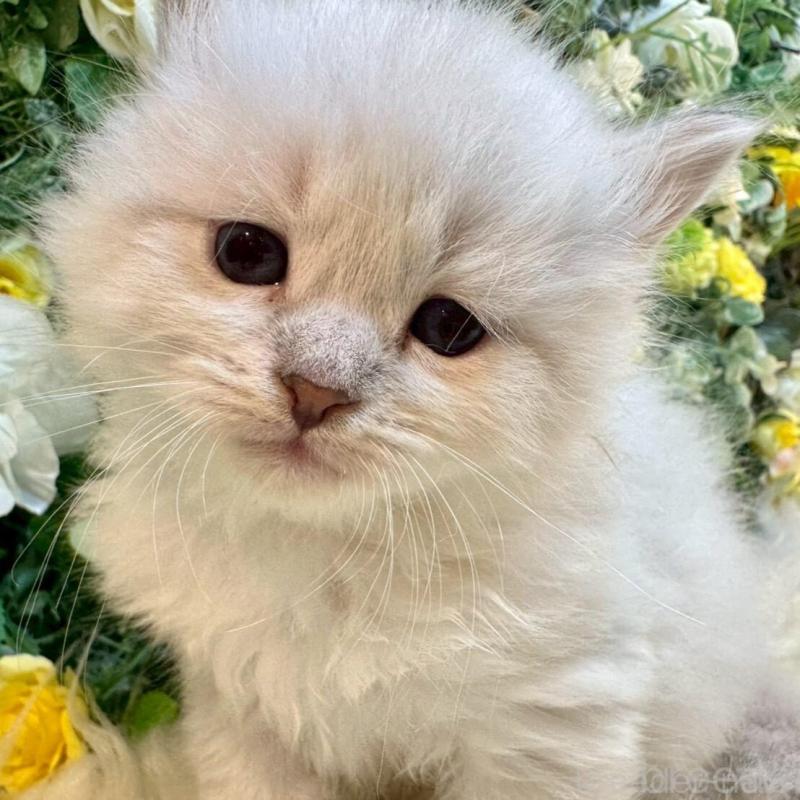 販売中の愛媛県のサイベリアン-132819の1枚目