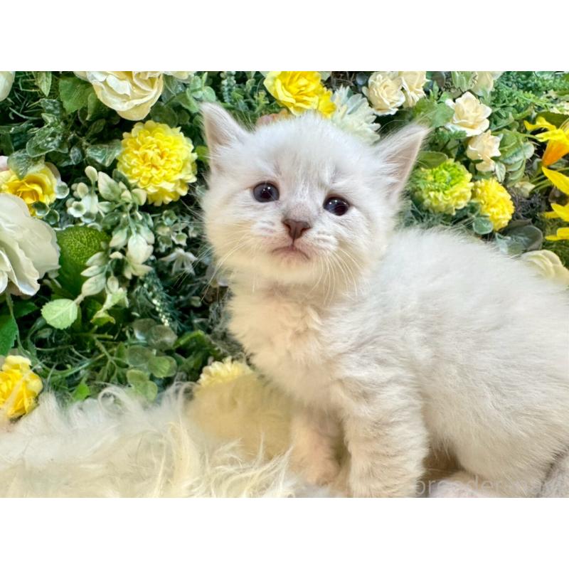 販売中の愛媛県のサイベリアン-132820の15枚目