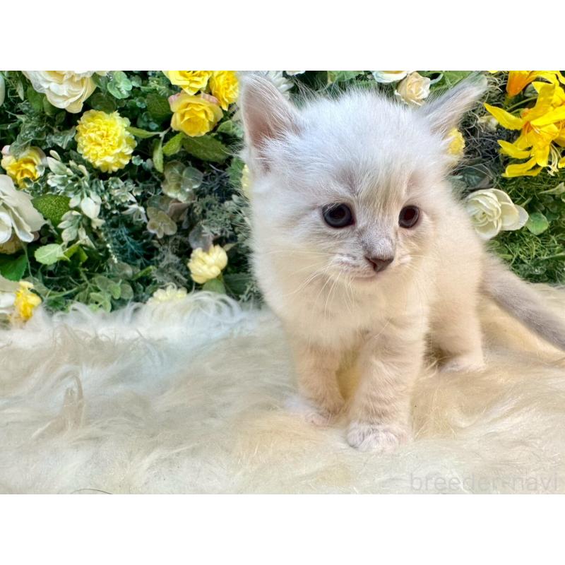 販売中の愛媛県のサイベリアン-132820の14枚目