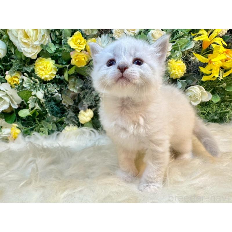 販売中の愛媛県のサイベリアン-132820の13枚目