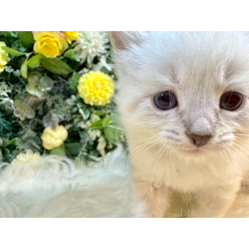 販売中の愛媛県のサイベリアン-132820の12枚目