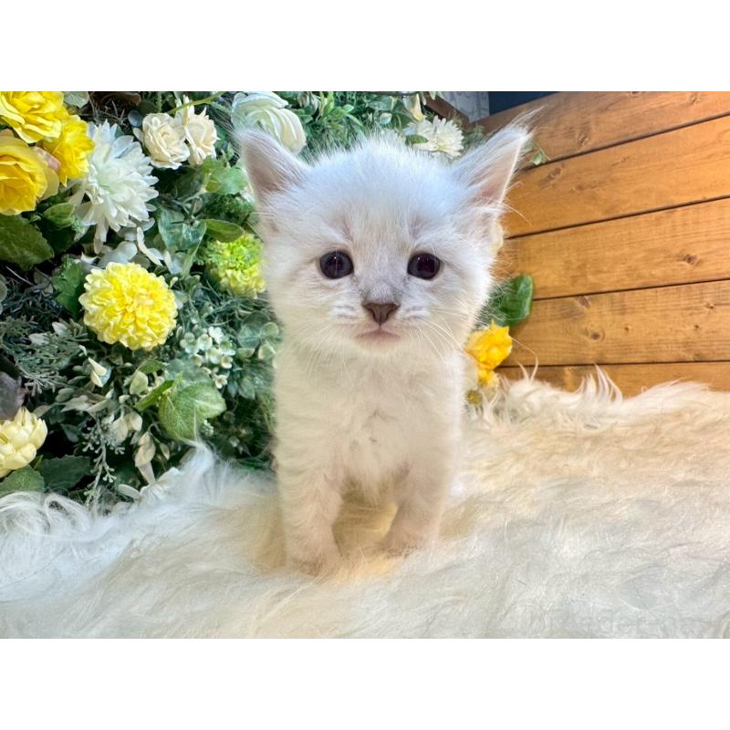 販売中の愛媛県のサイベリアン-132820の11枚目