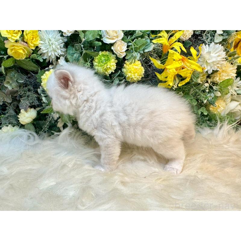 販売中の愛媛県のサイベリアン-132820の10枚目