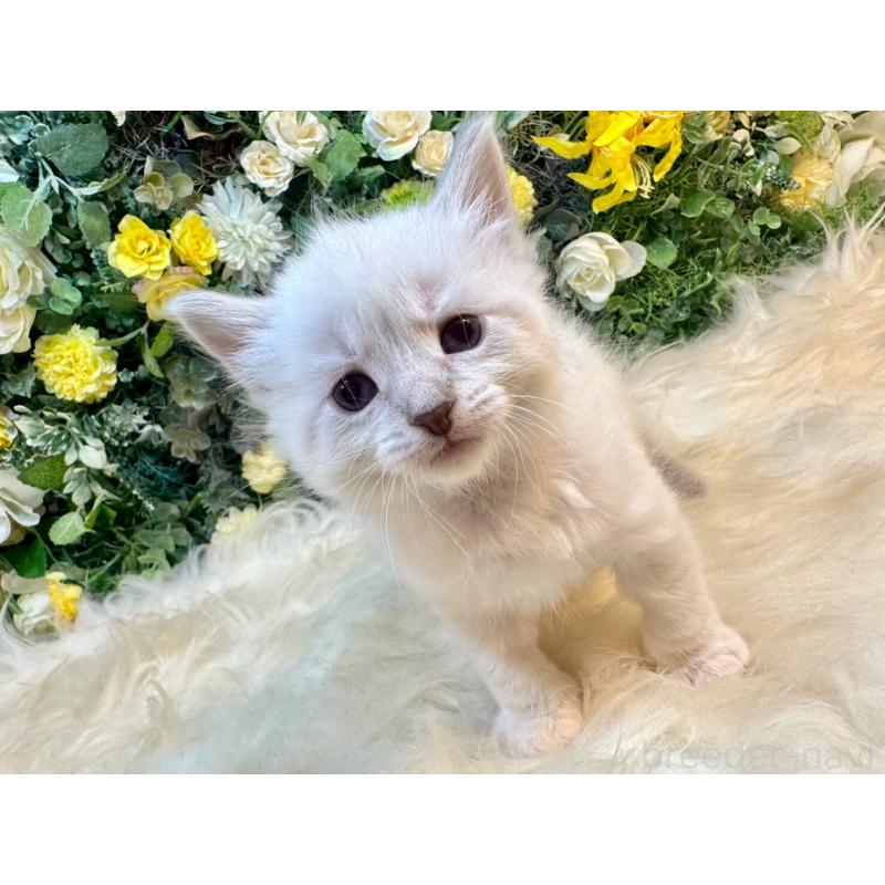 販売中の愛媛県のサイベリアン-132820の9枚目