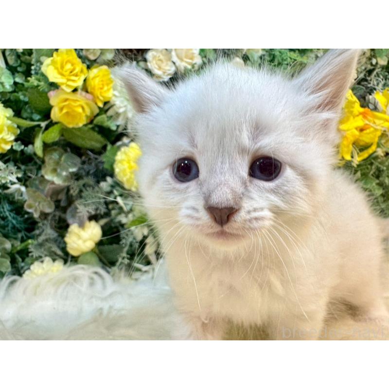 販売中の愛媛県のサイベリアン-132820の8枚目