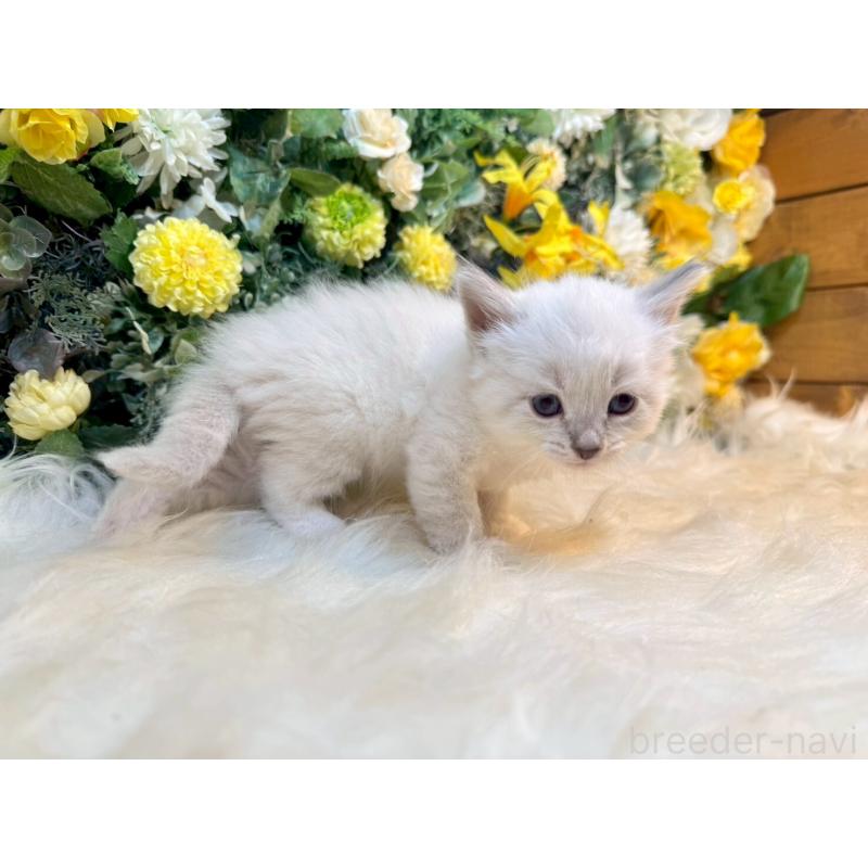 販売中の愛媛県のサイベリアン-132820の7枚目