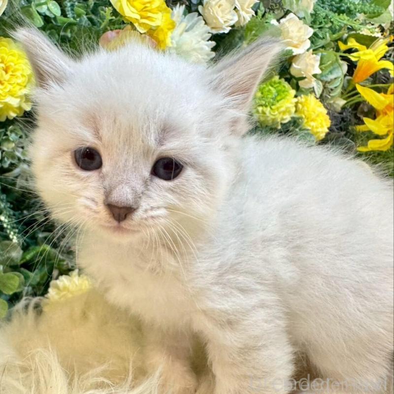 販売中の愛媛県のサイベリアン-132820