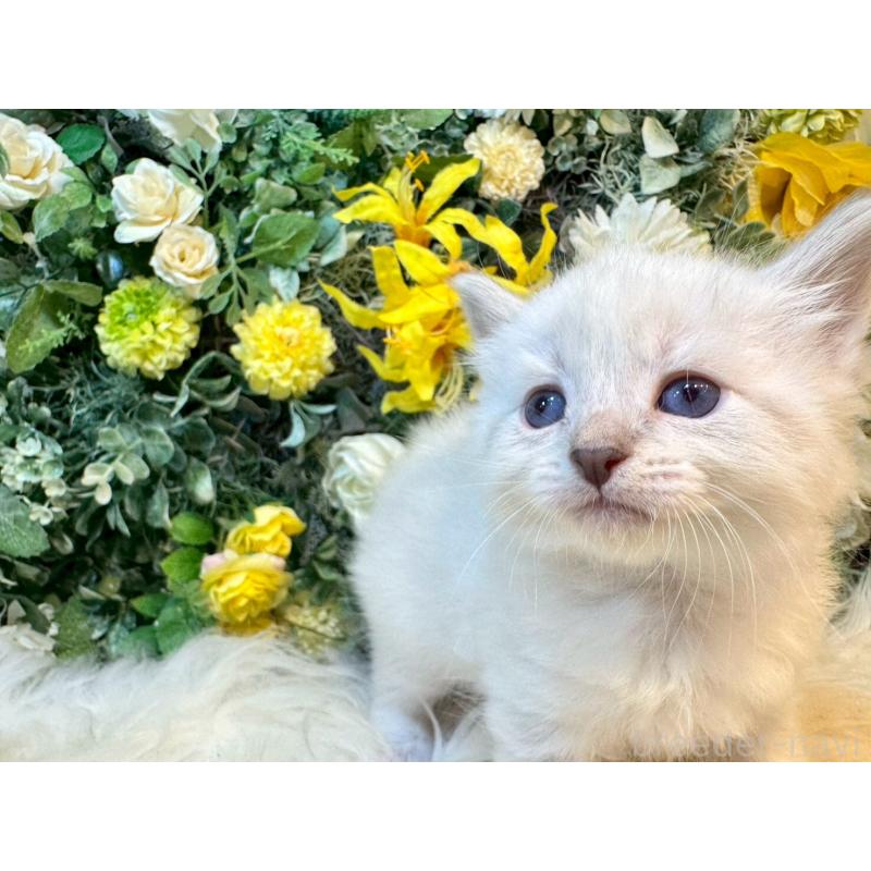 販売中の愛媛県のサイベリアン-132820の6枚目