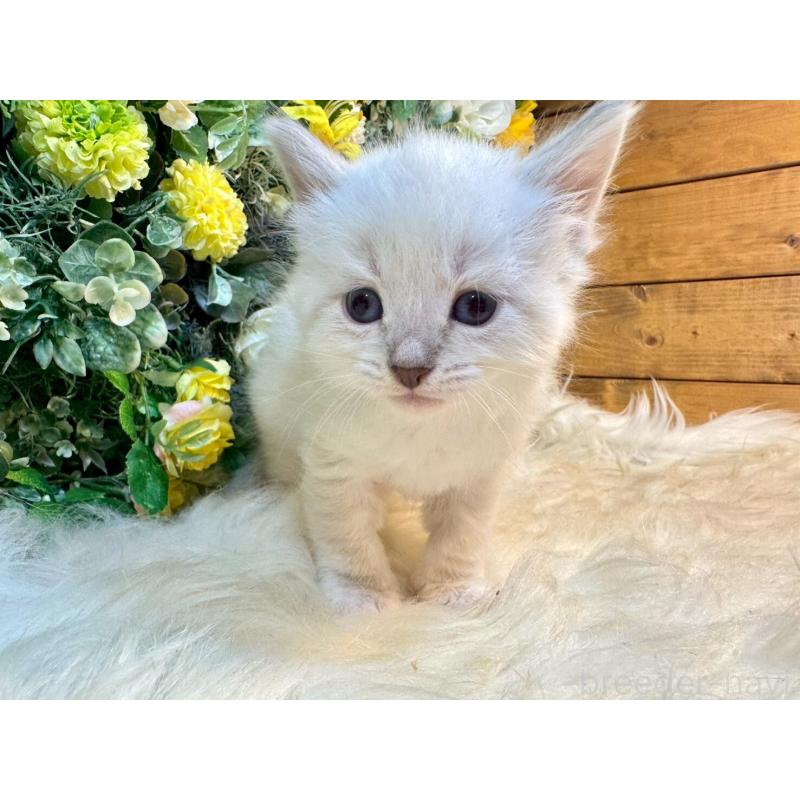 販売中の愛媛県のサイベリアン-132820の5枚目