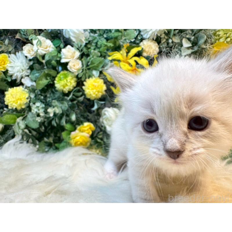 販売中の愛媛県のサイベリアン-132820の4枚目