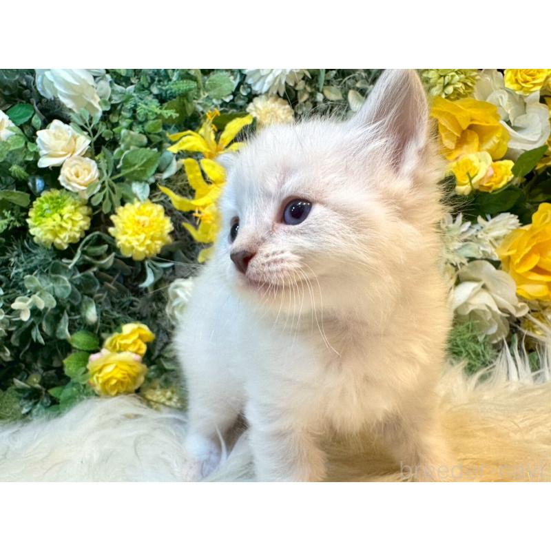 販売中の愛媛県のサイベリアン-132820の3枚目