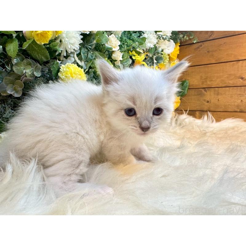 販売中の愛媛県のサイベリアン-132820の2枚目