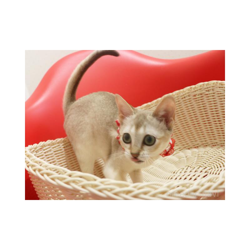 販売中の埼玉県のシンガプーラ-130201の3枚目