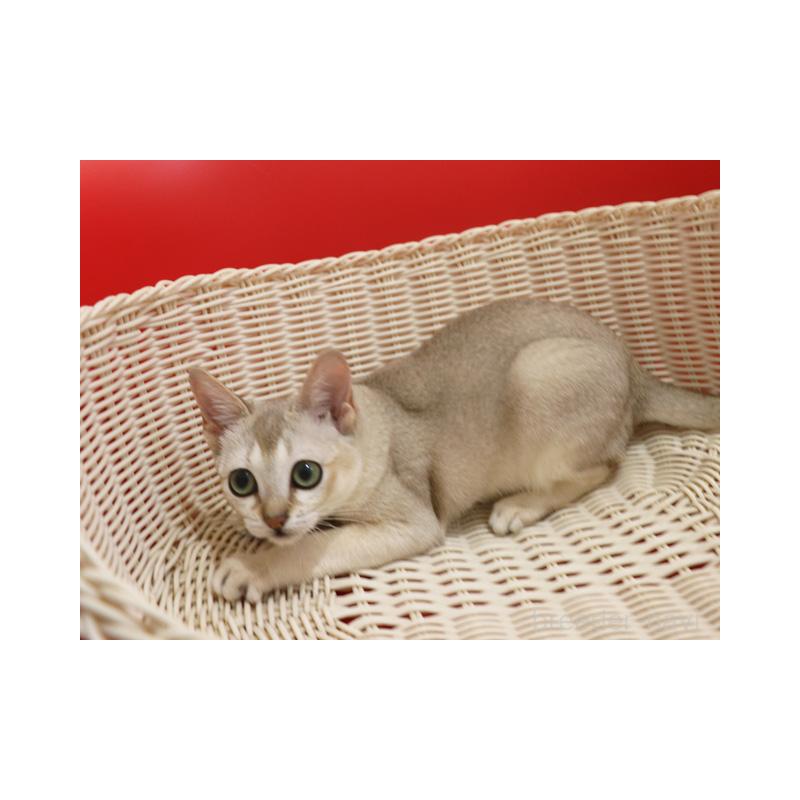 販売中の埼玉県のシンガプーラ-130201の2枚目