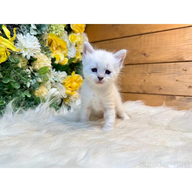 販売中の愛媛県のサイベリアン-132821の15枚目