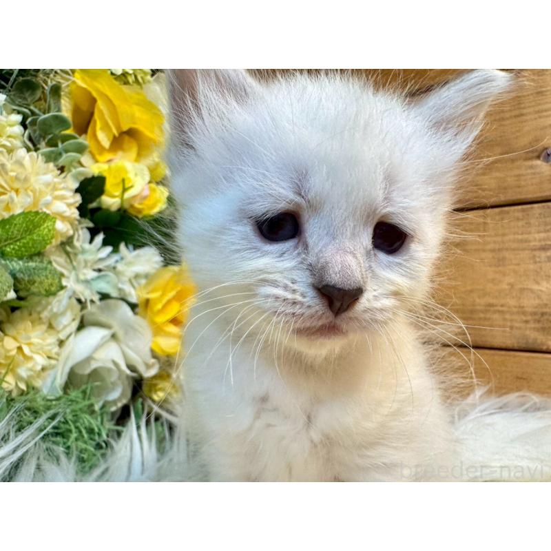 販売中の愛媛県のサイベリアン-132821の14枚目