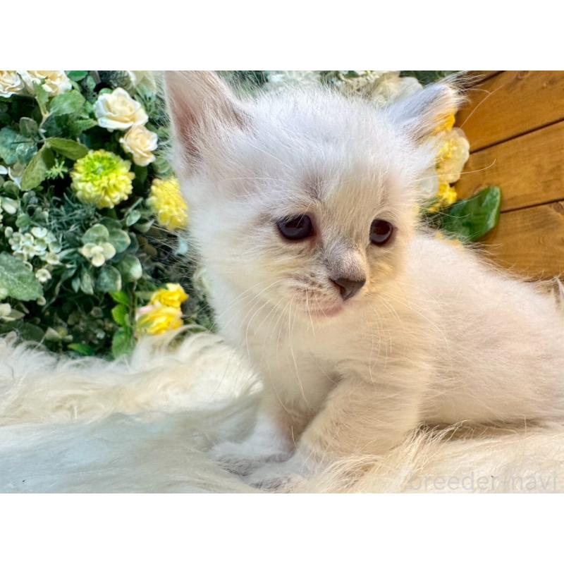 販売中の愛媛県のサイベリアン-132821の13枚目