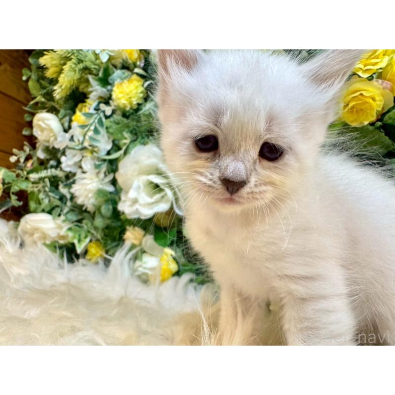 販売中の愛媛県のサイベリアン-132821の12枚目