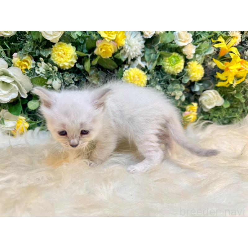 販売中の愛媛県のサイベリアン-132821の11枚目