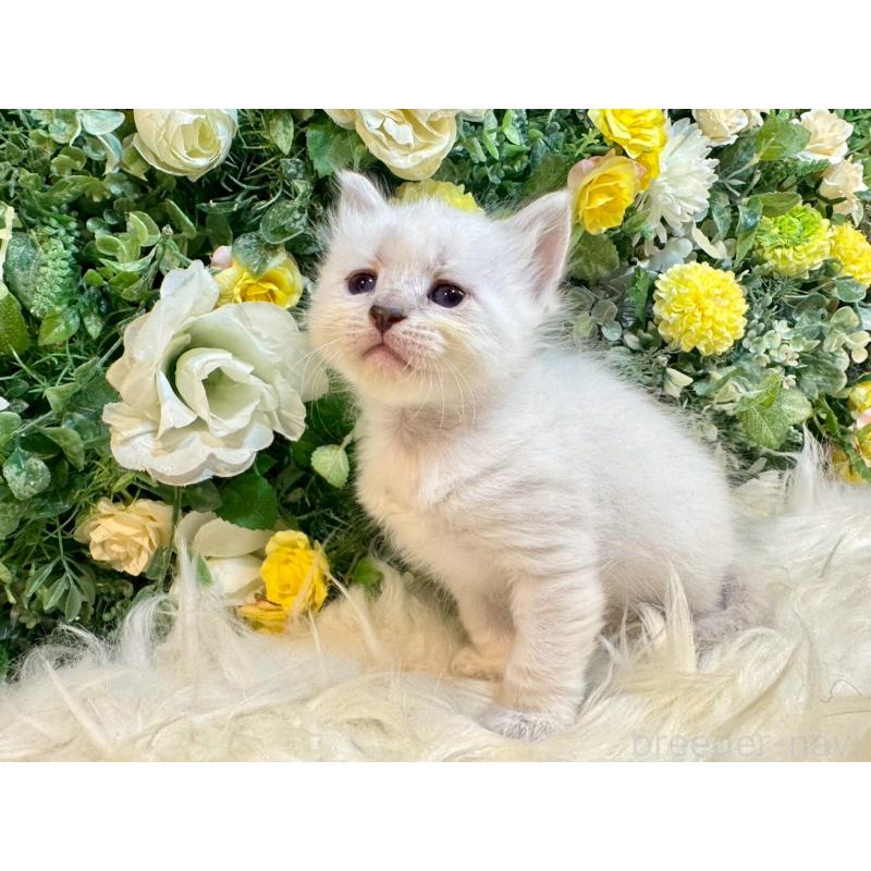 販売中の愛媛県のサイベリアン-132821の10枚目