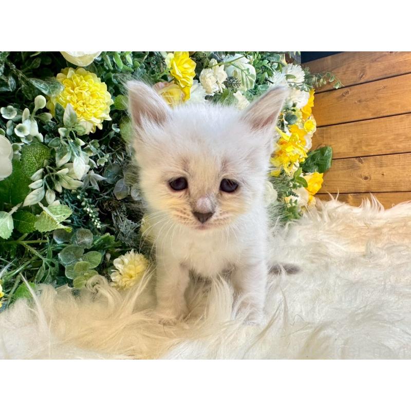 販売中の愛媛県のサイベリアン-132821の9枚目