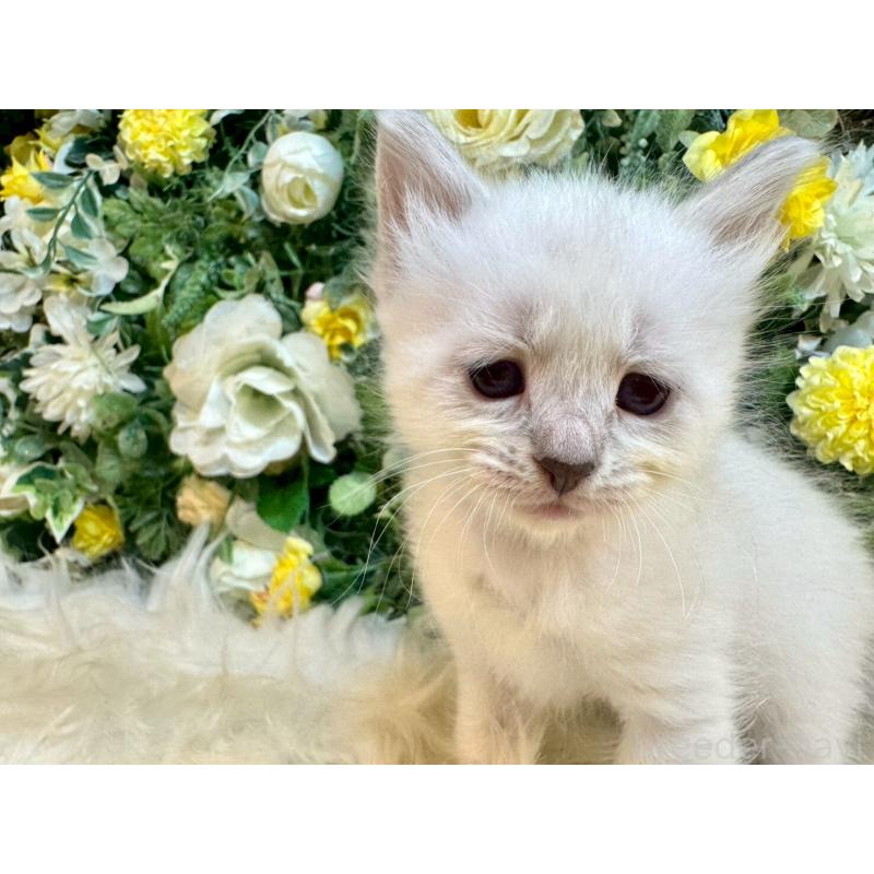 販売中の愛媛県のサイベリアン-132821の8枚目