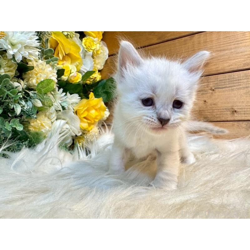 販売中の愛媛県のサイベリアン-132821の7枚目