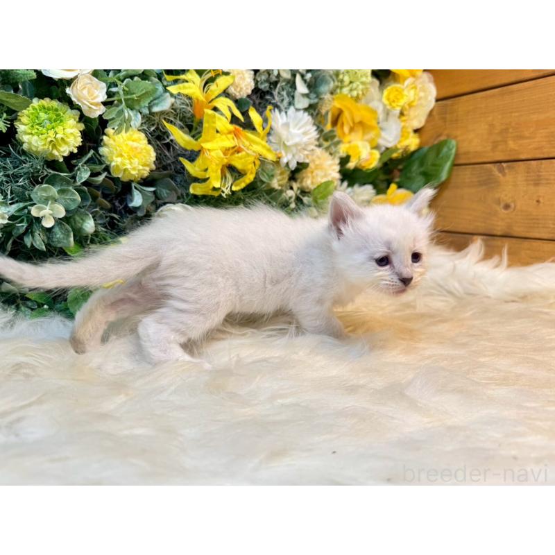 販売中の愛媛県のサイベリアン-132821の6枚目