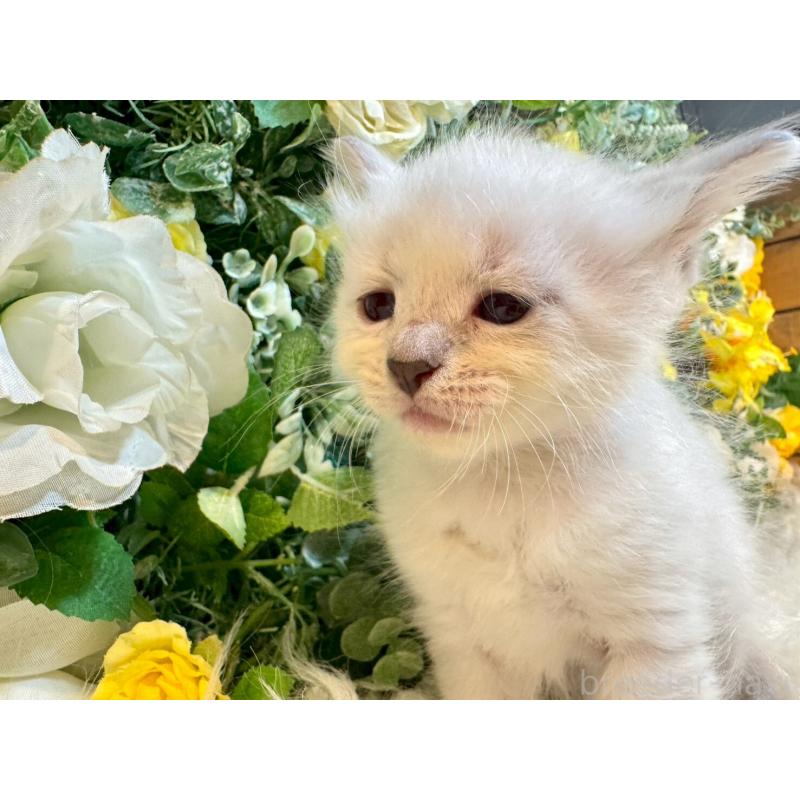 販売中の愛媛県のサイベリアン-132821の5枚目