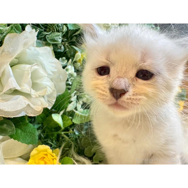 販売中の愛媛県のサイベリアン-132821の4枚目