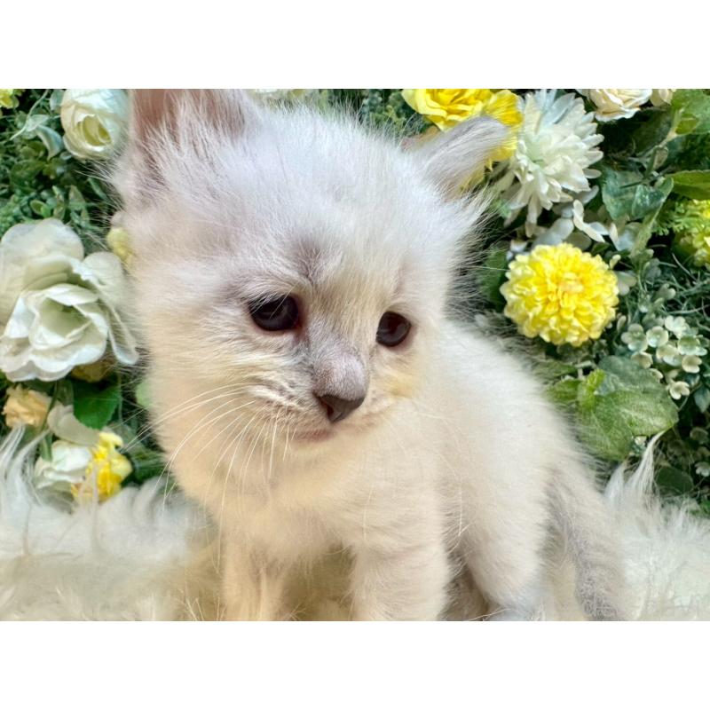 販売中の愛媛県のサイベリアン-132821の3枚目