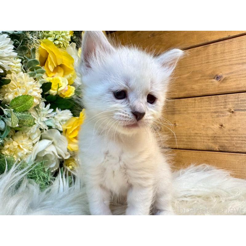 販売中の愛媛県のサイベリアン-132821の2枚目